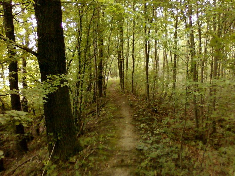 Singletrack w Lesie Krogulec
