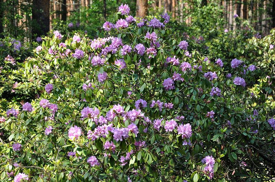 Rododendrony w Pawełkach