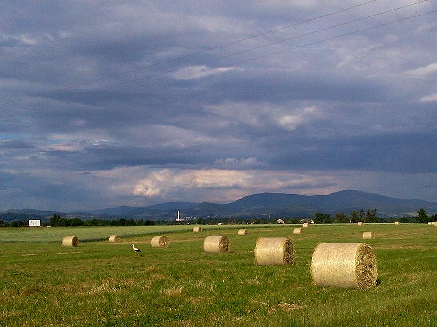 Bociek na polu