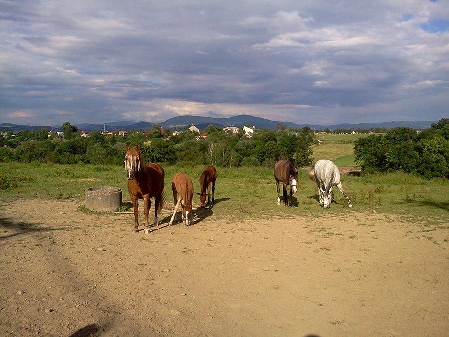 Koniki w Neborach