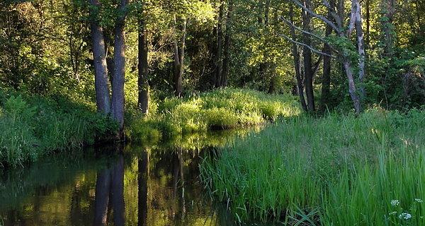 Rzeka Rudka. Widok spod mostu kolejowego