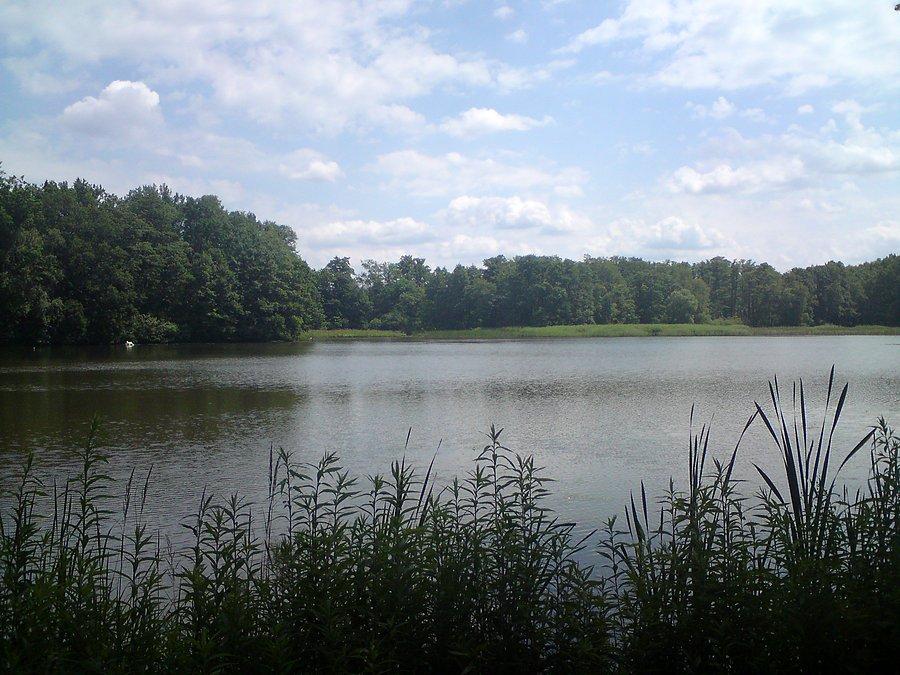 Staw szwedzki