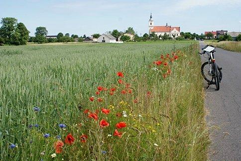 KOło pola tulipanów
