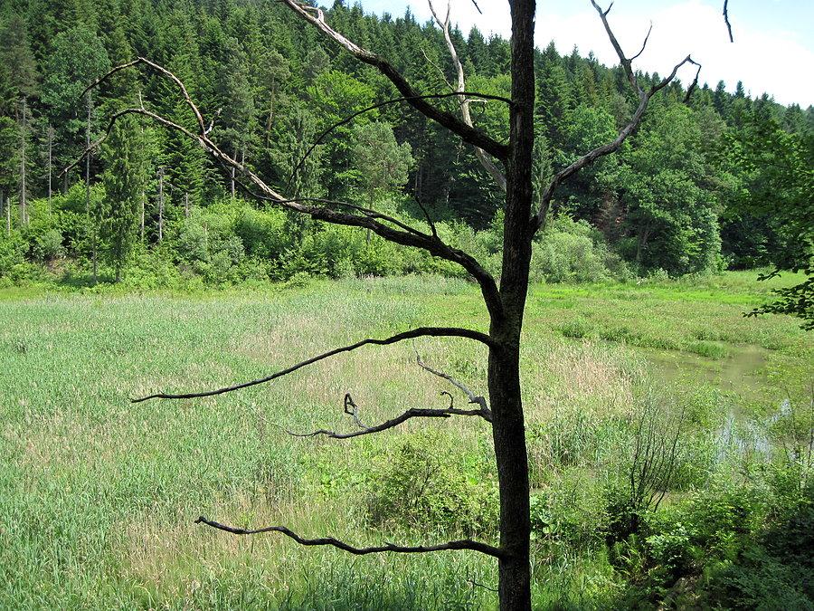 Mójka, zarośnięte bagna