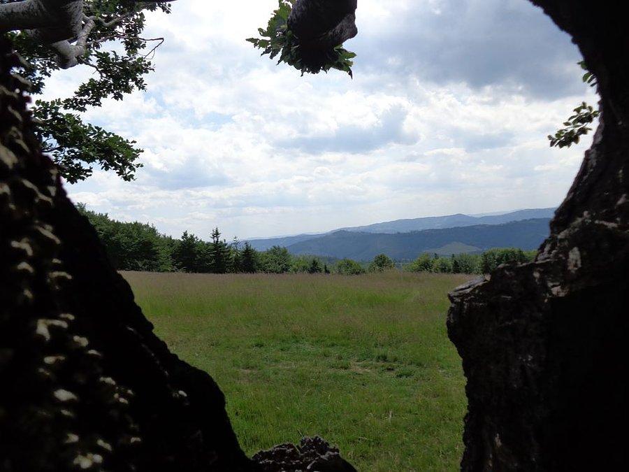 Widok z drzewa