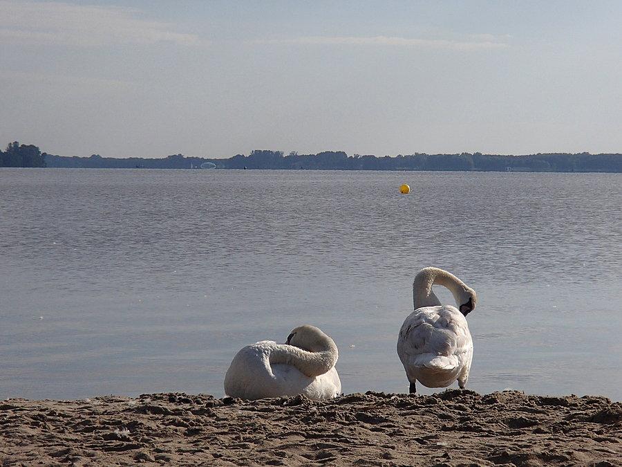 Łabędzie nad Zegrzem