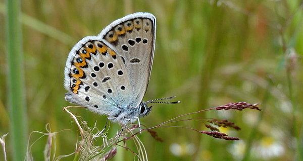 Modraszek ikar (Polyommatus icarus)