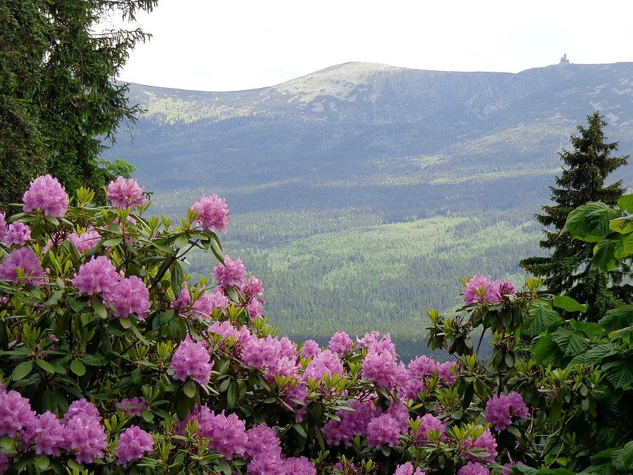 Znad rododendronów