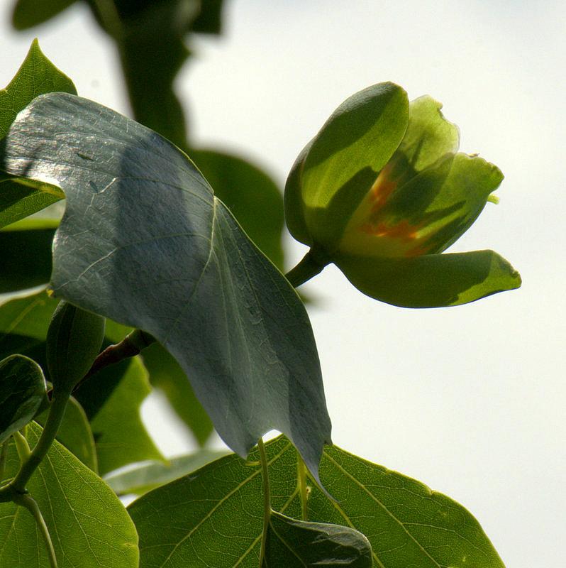 Tulipanowiec
