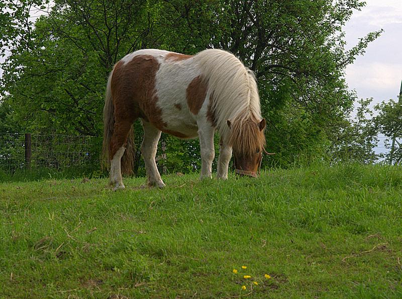 Konik z Mikulczyc ;)