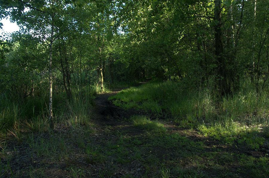Leśne ścieżki
