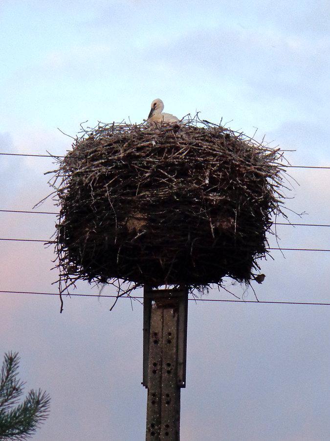 Bocianki w gnieździe
