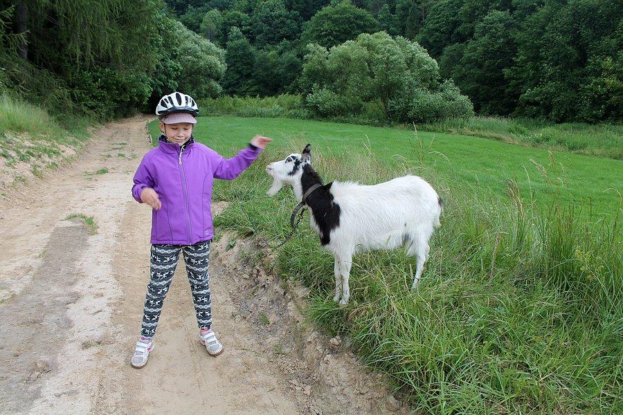 Zaraz będzie uciekać jak koziołek rogami zaatakuje