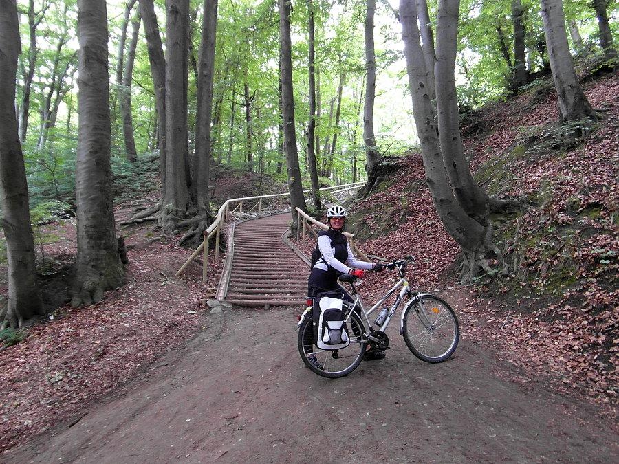 Leśna droga rowerowa- kierunek Gdynia