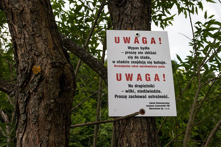 Uwaga na wilki, niedźwiedzie i buhaje:P