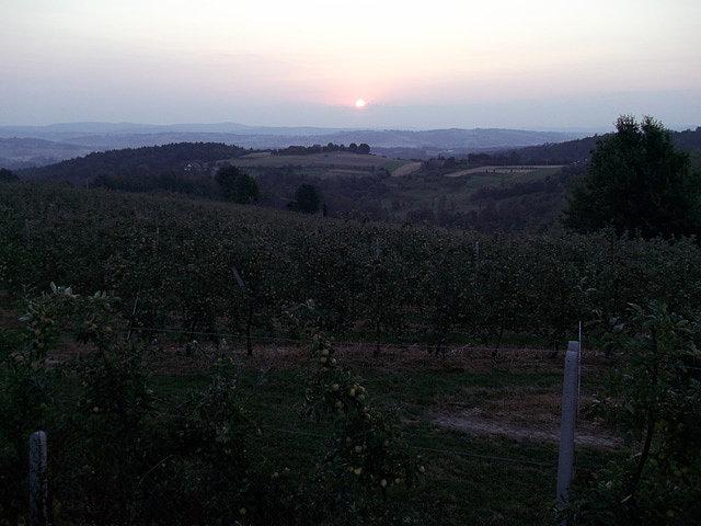 Wschód Słońca nad sadami