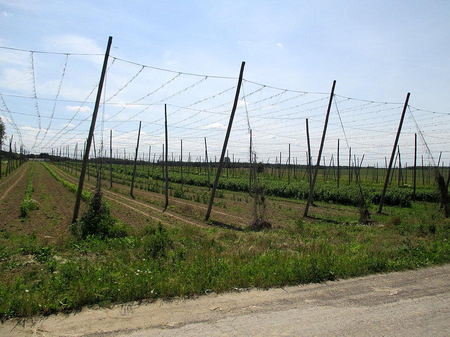 Plantacja chmielu na Lubelszczyznie