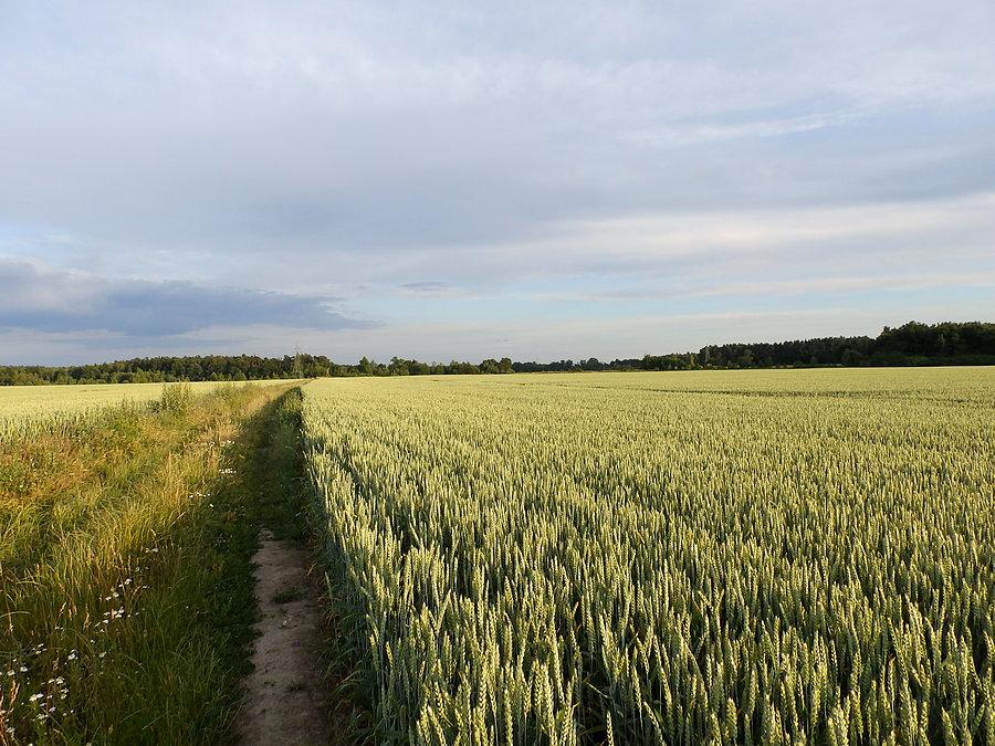 Pole koło Sosnowego Wzgórza