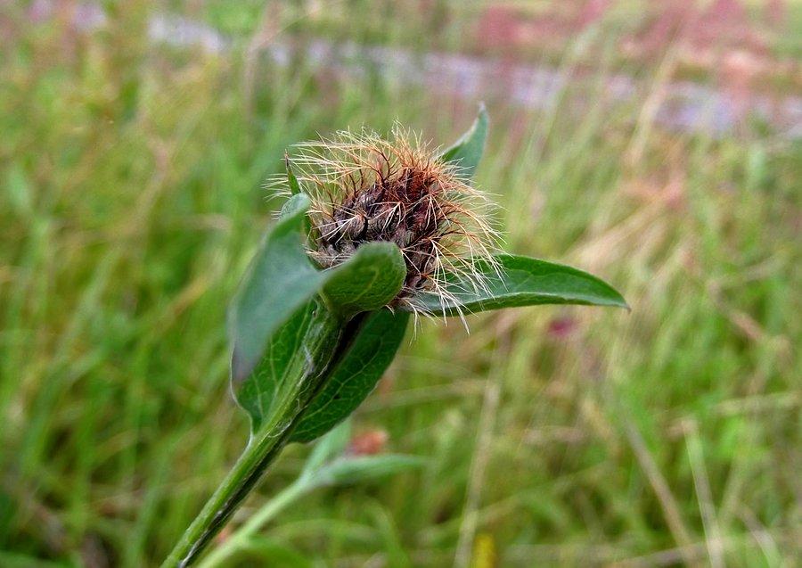 Rozczochrana natura
