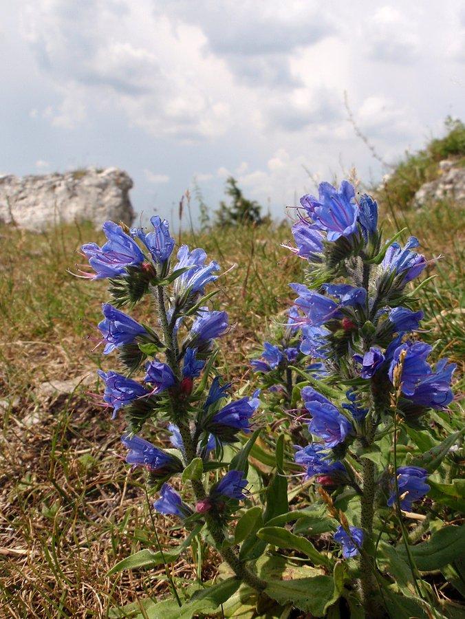 Żmijowiec zwyczajny