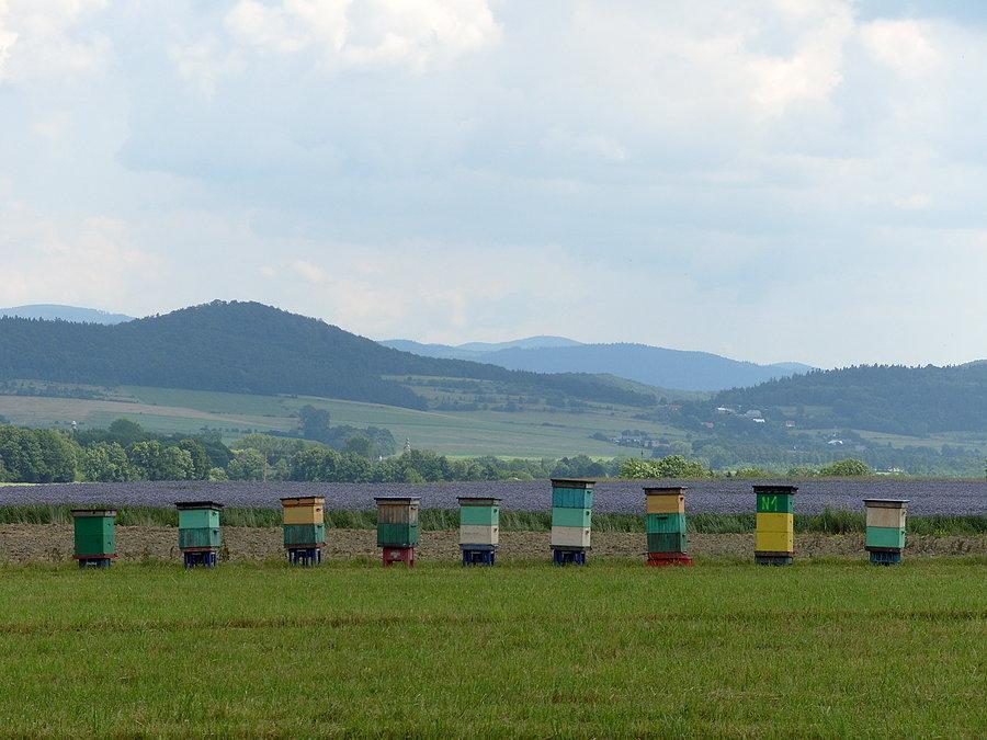 Wyjazd w stronę Bystrzycy i tu zaczęła się nasza sesja zdjęciowa na pięknie pachnącej łące obok uli i zwariowanych pszczół