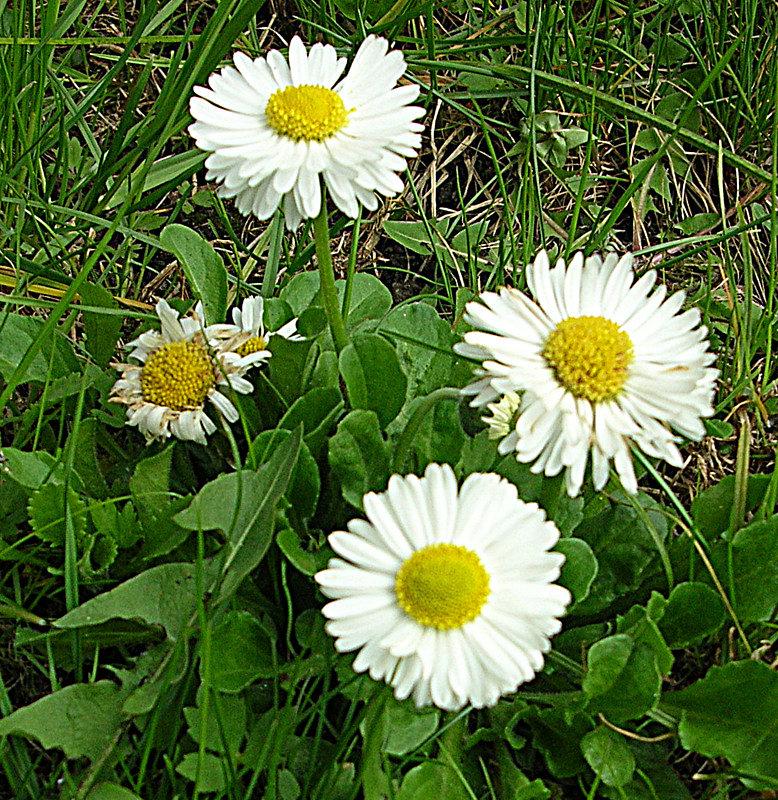 Stokrotki
