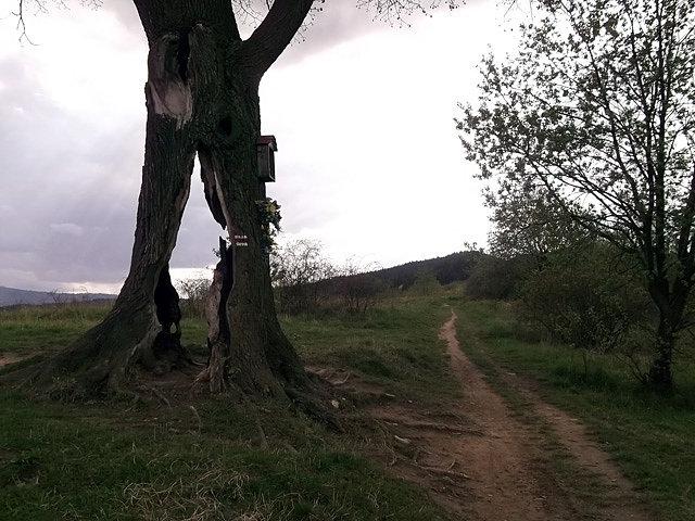 Myślenicka Lipka (podpalona przez debili)