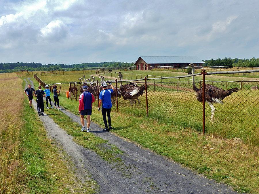 Weekend w Nowych Polaszkach Na trasie wycieczki.Farma strusi afrykańskich - Garczyn