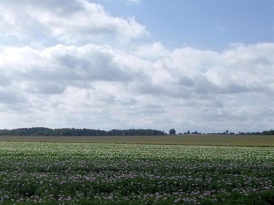 Kwitną kartofle na biało i fioletowo