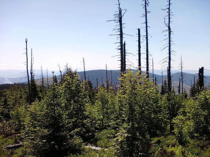 Tatry na horyzoncie (ze zboczy Romanki)
