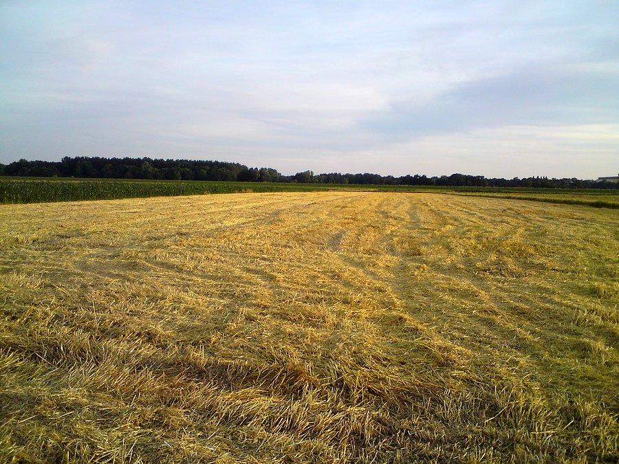 Zaczynają się żniwa