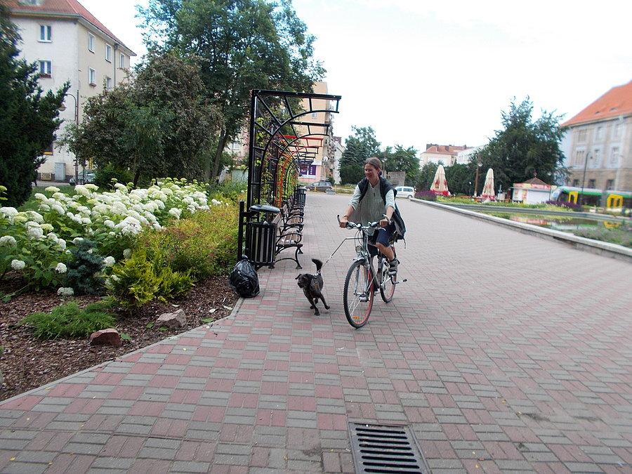 Rowerowy psi zaprzęg