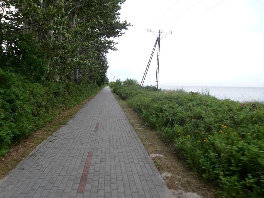 Wylęgarnia meszek w dzikich różach