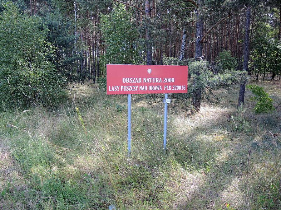 W drodze do Drezdenka - Obszar Natura 2000 / Lasy Puszczy Nad Drawą
