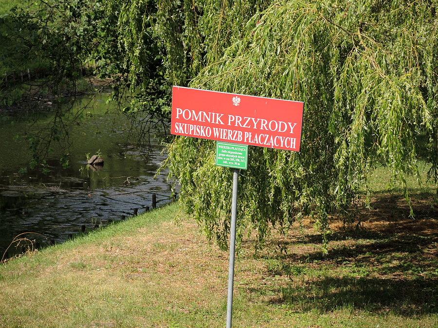 Pomnik Przyrody - Skupisko Wierzb Płaczących / Stara Noteć / Drezdenko