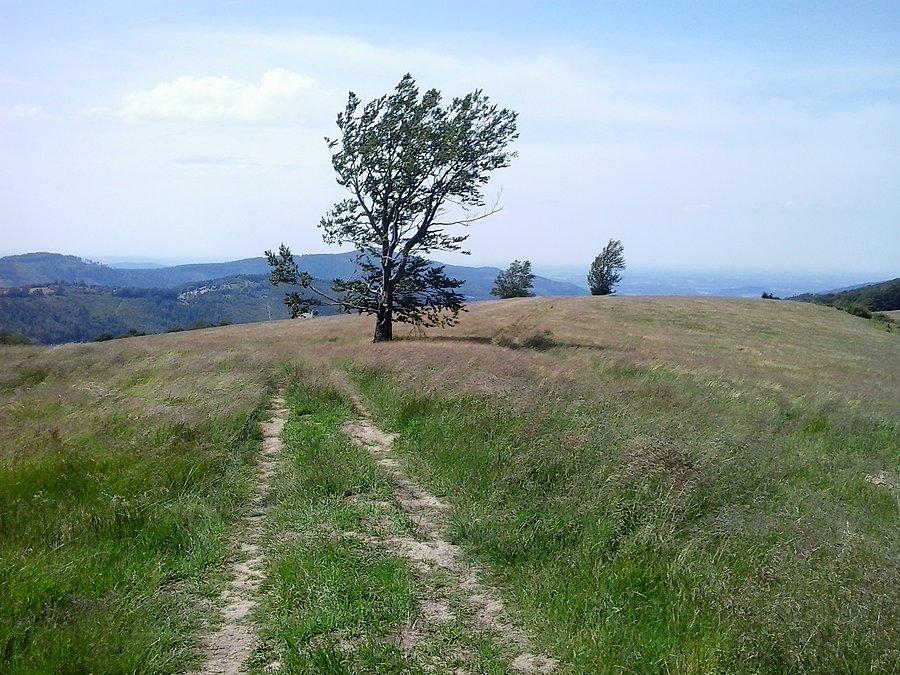 Widok na Hale Jaworową