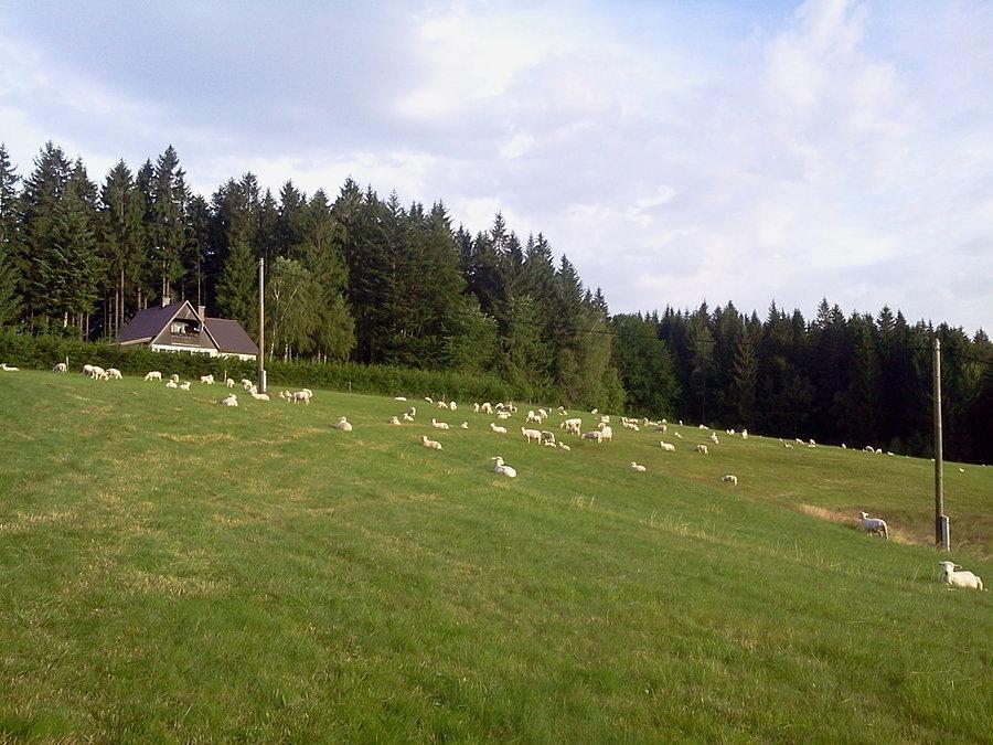 Łąka z owcami