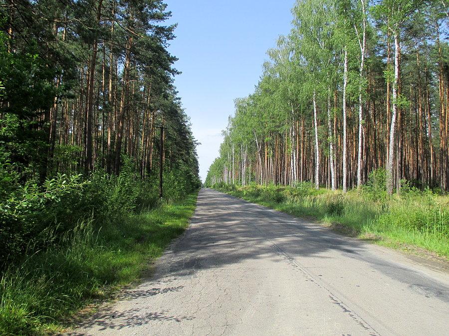 Lasy Janowskie