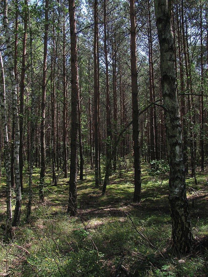 Inne oblicze okolic Przysuchy - lasy
