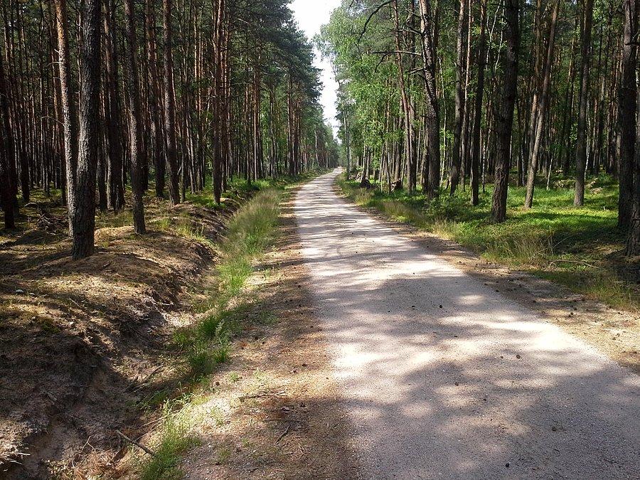 Ładna leśna droga ( pożarowa )
