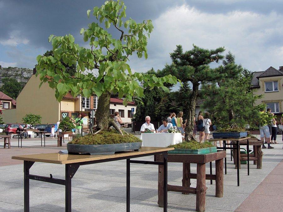 Drzewka Bonsai na rynku w Olsztynie