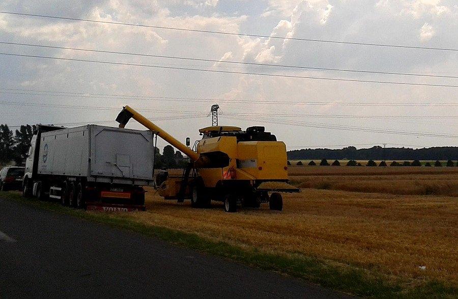 Początek żniw w okolicy Lipnika