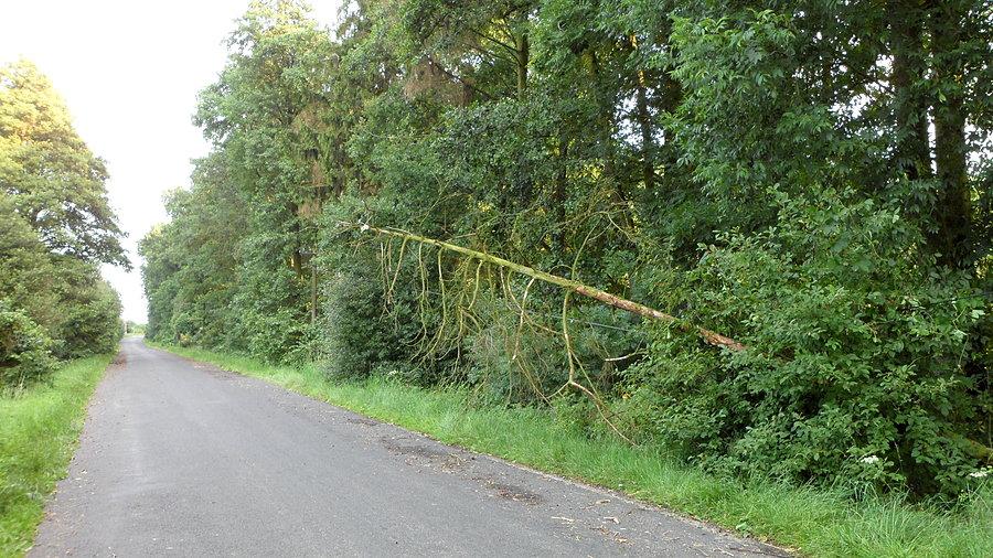 Przewrócone drzewo na linię telefoniczną w okolicach Swornicy (przysiółek Brożca)
