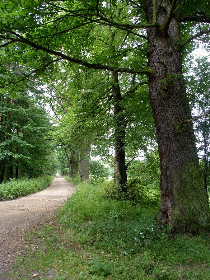 Fragment Ścieżki Przyrodniczo-dydaktycznej z cisem Donnesmarcka
