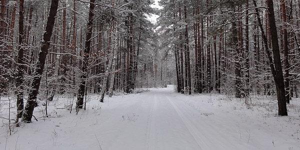 Las Grabarka w powrotnej drodze
