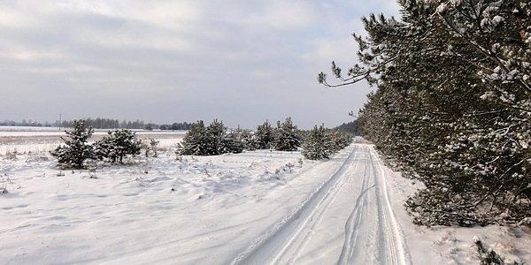 Na skraju lasu w okolicach Czosnówki