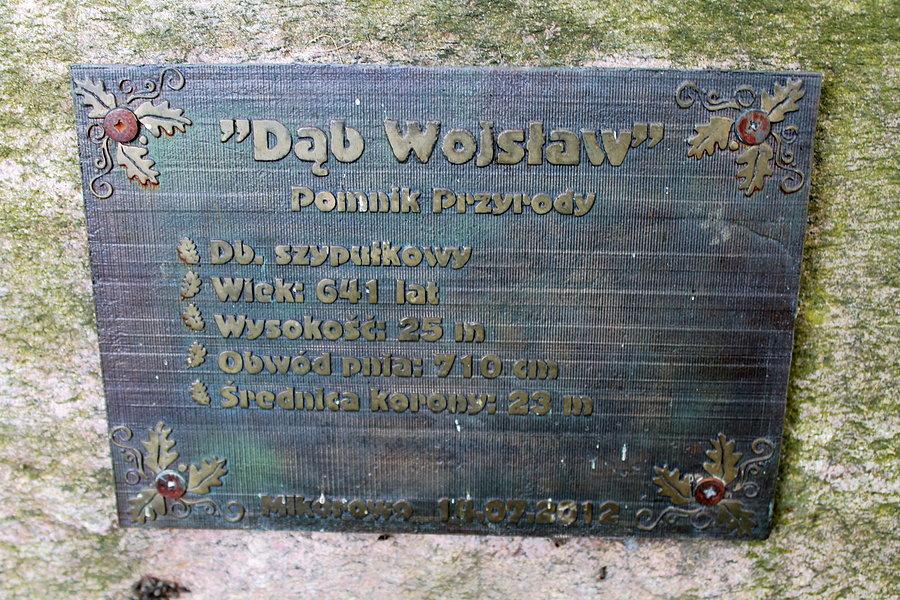 Dębowe statystyki