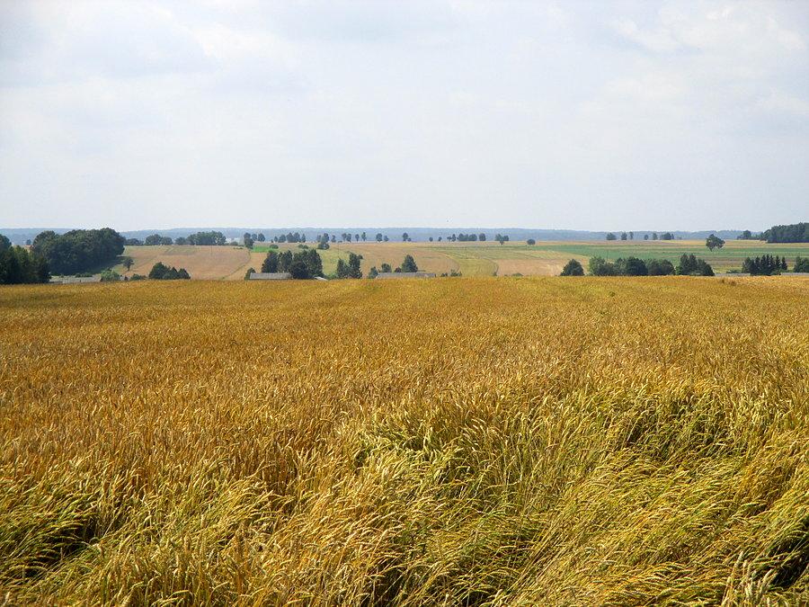 Między Lublinem a Bychawą