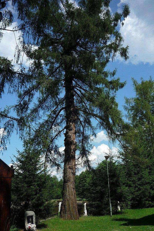 Skuły -kilkusetletnu modrzew koło kościoła