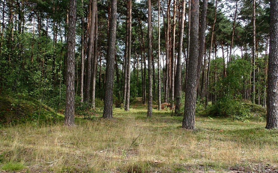 Kurhany koło Walkowa